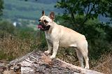 BOULEDOGUE FRANCAIS 1280